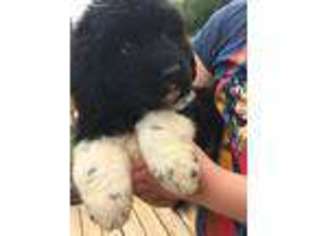 Newfoundland Puppy for sale in Maysville, GA, USA
