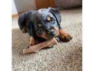 Rottweiler Puppy for sale in Graytown, OH, USA