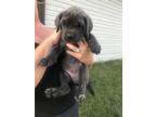 Neapolitan Mastiff Puppy for sale in Farmington, MO, USA