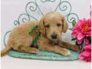 Goldendoodle Puppy for sale in Peoria, IL, USA