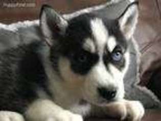 Siberian Husky Puppy for sale in Loogootee, IN, USA