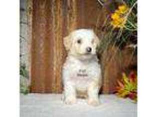 Mutt Puppy for sale in Mason, TX, USA