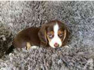 Beagle Puppy for sale in FREMONT, CA, USA
