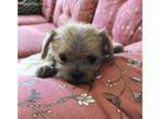 Chorkie Puppy for sale in Apple Valley, CA, USA