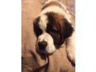 Saint Bernard Puppy for sale in Plymouth, IN, USA