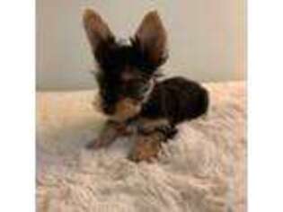 Yorkshire Terrier Puppy for sale in Willow Grove, PA, USA