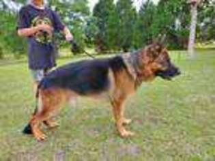 German Shepherd Dog Puppy for sale in Picayune, MS, USA