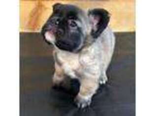 French Bulldog Puppy for sale in San Jose, CA, USA