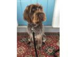 Wirehaired Pointing Griffon Puppy for sale in Purcell, OK, USA