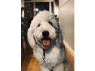 Old English Sheepdog Puppy for sale in Salt Lake City, UT, USA