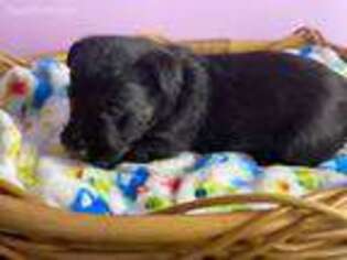 Scottish Terrier Puppy for sale in Bovey, MN, USA