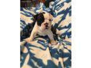 Bulldog Puppy for sale in Van Wert, OH, USA