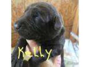 Labrador Retriever Puppy for sale in Wilton, CA, USA