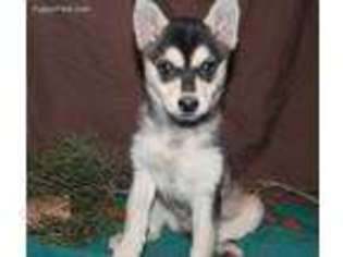 Alaskan Klee Kai Puppy for sale in Albany, OR, USA