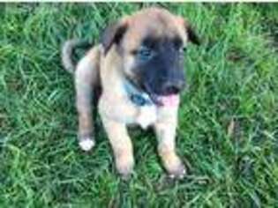 Belgian Malinois Puppy for sale in Sioux City, IA, USA