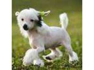 Chinese Crested Puppy for sale in Venice, FL, USA