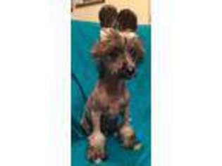 Chinese Crested Puppy for sale in Waxahachie, TX, USA