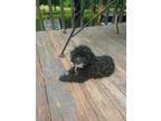 Labradoodle Puppy for sale in Nunnelly, TN, USA