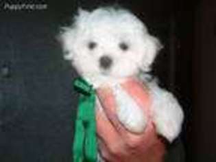 Maltese Puppy for sale in Savannah, TN, USA