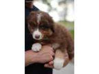 Miniature Australian Shepherd Puppy for sale in Salem, MO, USA