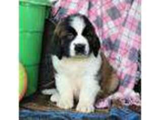 Saint Bernard Puppy for sale in Baltic, OH, USA