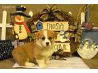 Pembroke Welsh Corgi Puppy for sale in De Graff, OH, USA