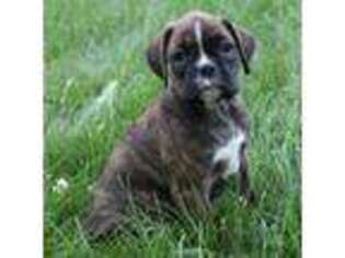 Boxer Puppy for sale in Dundee, OH, USA