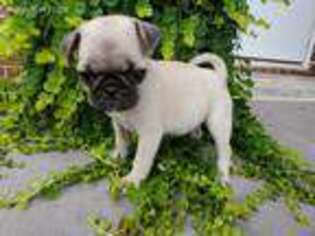 Pug Puppy for sale in Hillsville, VA, USA