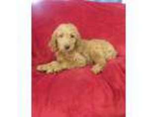 Goldendoodle Puppy for sale in Woodbury, NJ, USA