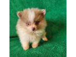 Pomeranian Puppy for sale in Archer City, TX, USA