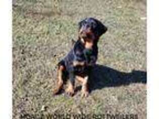 Rottweiler Puppy for sale in Yorkville, IL, USA