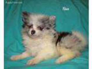 Pomeranian Puppy for sale in Elkland, MO, USA