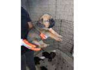 Cane Corso Puppy for sale in Detroit, MI, USA