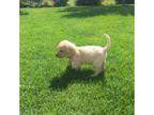 Labrador Retriever Puppy for sale in Bonners Ferry, ID, USA