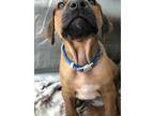 Rhodesian Ridgeback Puppy for sale in Billings, MT, USA