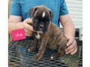 Boxer Puppy for sale in Angier, NC, USA