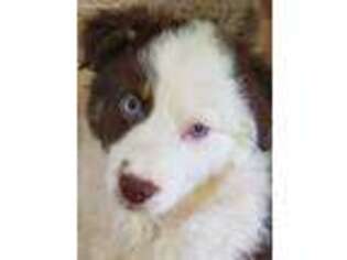 Australian Shepherd Puppy for sale in Chadron, NE, USA