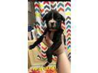 Boxer Puppy for sale in Falkville, AL, USA