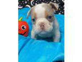 Bulldog Puppy for sale in Summerfield, FL, USA