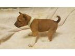 Basenji Puppy for sale in Charlotte, NC, USA
