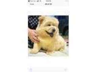 Chow Chow Puppy for sale in Detroit, MI, USA