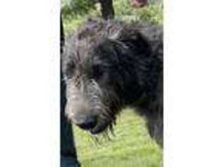 Irish Wolfhound Puppy for sale in Independence, KS, USA