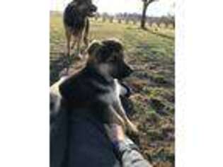 German Shepherd Dog Puppy for sale in Berthoud, CO, USA
