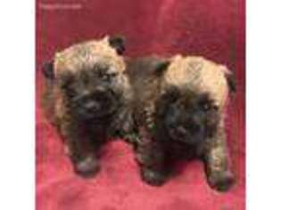 Cairn Terrier Puppy for sale in Medina, OH, USA