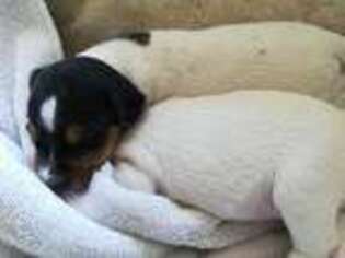 Jack Russell Terrier Puppy for sale in Bennett, CO, USA