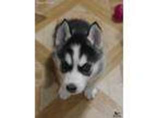 Siberian Husky Puppy for sale in Tampa, FL, USA