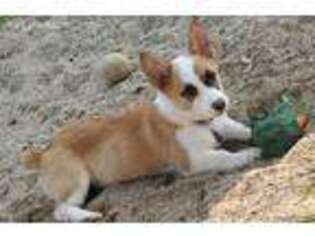 Pembroke Welsh Corgi Puppy for sale in Maywood, IL, USA