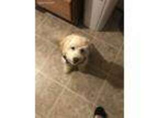 Goldendoodle Puppy for sale in Mulvane, KS, USA