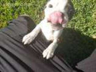 Boston Terrier Puppy for sale in Sugar Land, TX, USA