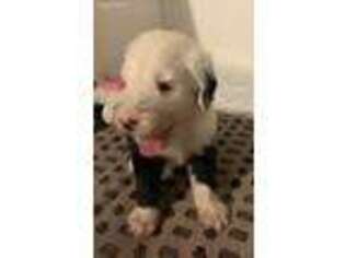 Old English Sheepdog Puppy for sale in New Port Richey, FL, USA